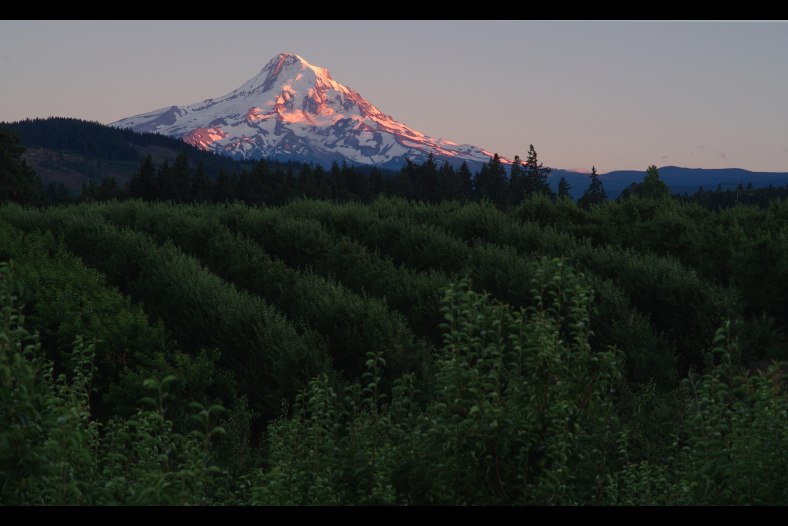 Apple Sunset